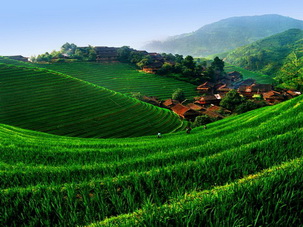Longji Rice Terrace