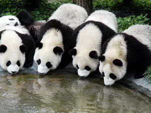 Giant Panda in Chengdu Base