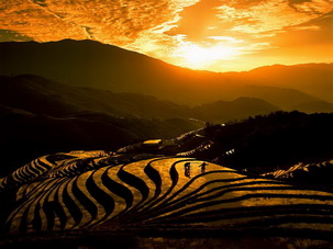 Longji Rice Terrace Longsheng