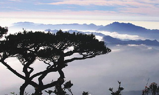 Mt.Wuzhi,Hainan