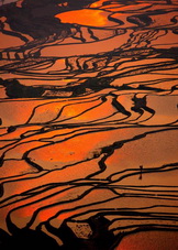 Tiger Mouth Rice Fields,Yunnan