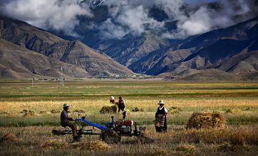 Farmers Harvesting in Shigate,Lhasa