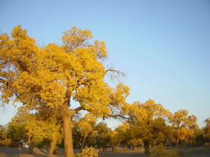 Erjinaqi,Inner Mongolia