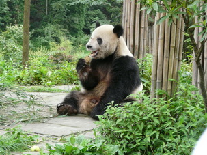 Giant Panda at Bifengxia Breeding Base,Yaan,Sichuan