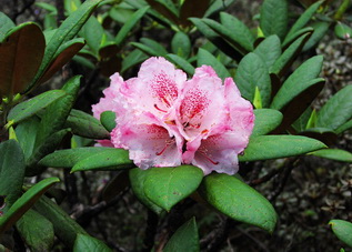 Rhodododendron,Shangri-la,NW Yunnan