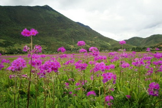 Primula,Wenhai,Lijiang,NW Yunnan