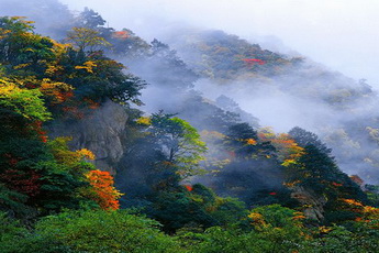 Forests,Baoxing,West Sichuan