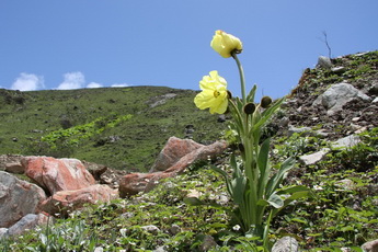 Meconopsis,NW Sichuan