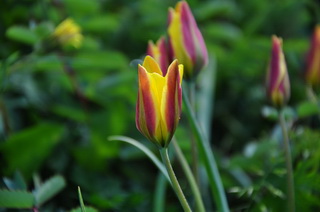 Tulipa iliensis Regel,West Xinjiang