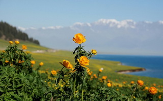 Sayram Lake Flowers,West Xinjiang