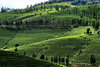 Tea Plantation,South Yunnan