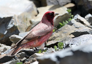 Tibetan Rosefinch,Gong - Wenquan Birding Qinghai