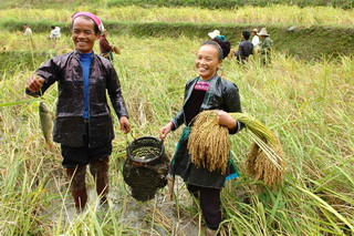 Miao People farming at the Paddy Rice Fields,Guizhou
