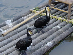 Li River,Guilin,China