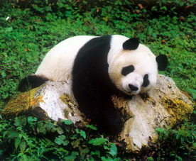 Giant Panda,Sichuan