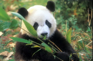 Giant Panda,Sichuan