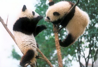 Giant Panda,Sichuan