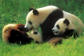 Giant Panda,Sichuan