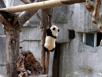 Giant Panda at Chengdu Breeding Base,China