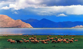 Sheep herds at Yamdrok Lake in Central Tibet