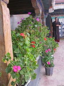 Nice Tibetan House Courtyard with Flowers