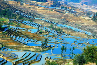 Yuanyang Hani Rice Terraces,Yunnan
