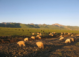 Grassland along Qinghai - Tibet Highway