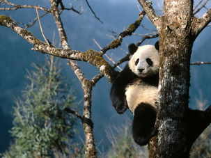 Giant Panda in Sichuan,China