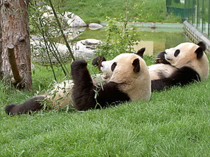 Giant Panda Diet,Food of Giant Panda