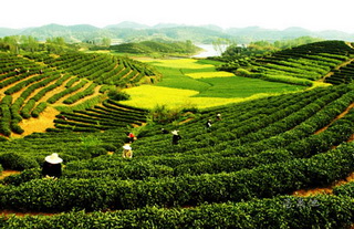 Tea Plantation,Tea Drinking in China