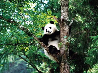 Giant Panda Ya'an,Sichuan,China