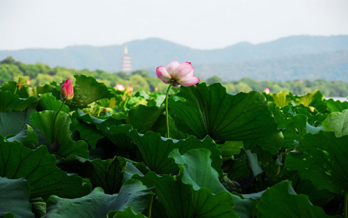 Lotus,West Lake,Hangzhou,China