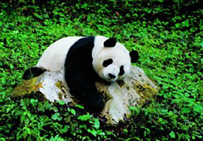 Heishuihe Giant Panda Nature Reserve, one of the 'top 10 panda habitats in China' by China.org.cn.