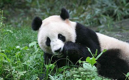 Wujiao Panda Nature Reserve, one of the 'top 10 panda habitats in China' by China.org.cn.