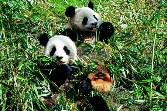 Wanglang National Nature Reserve, one of the 'top 10 panda habitats in China' by China.org.cn.
