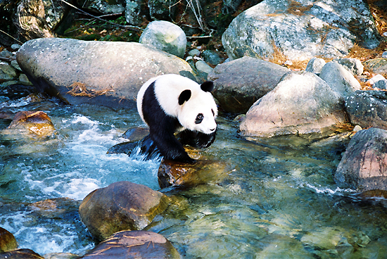 Shaanxi Foping Nature Reserve, one of the 'top 10 panda habitats in China' by China.org.cn.