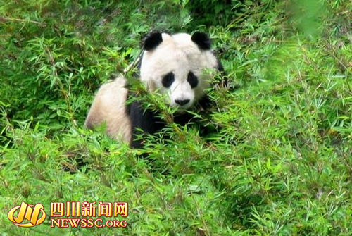 Tangjiahe Nature Reserve, one of the 'top 10 panda habitats in China' by China.org.cn.