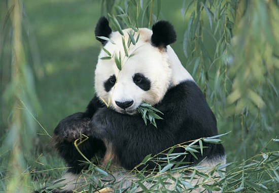 Gansu Baishuijiang National Nature Reserve, one of the 'top 10 panda habitats in China' by China.org.cn.