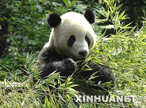 Sichuan Bifengxia Panda Breeding Base, one of the 'top 10 panda habitats in China' by China.org.cn.