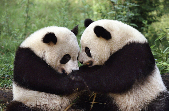 Sichuan Wolong National Nature Reserve, one of the 'top 10 panda habitats in China' by China.org.cn.