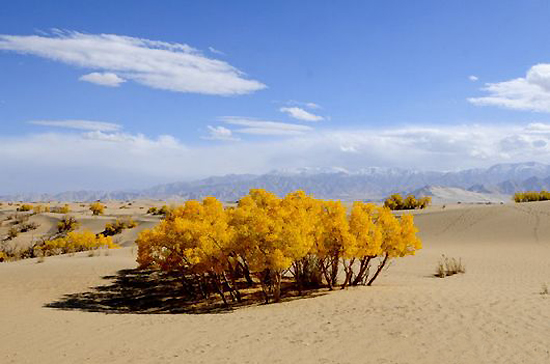 Golmud Diversifolious Poplar Forest, one of the 'top 10 attractions in Qinghai, China' by China.org.cn.
