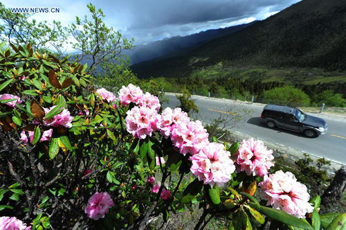 Tibet Wild Flowers