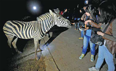 Park's night tours offer tourists a wild night out