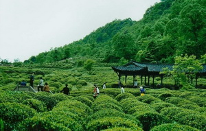 Mount.Mengding Tea Plantation,Sichuan,China