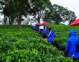 Tea Plantation, Puer City,Yunnan
