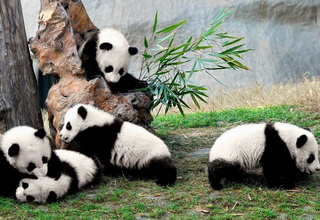 Savory China with Pandas