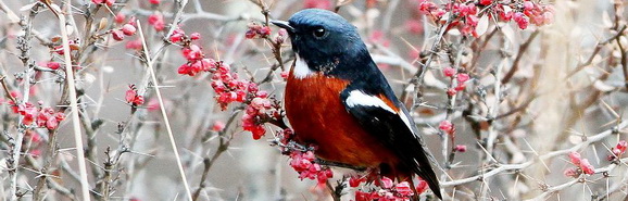 Birding Tour in Sichuan Birding Tour in Sichuan